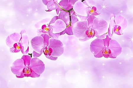 Fototapeta Orchideje 24430